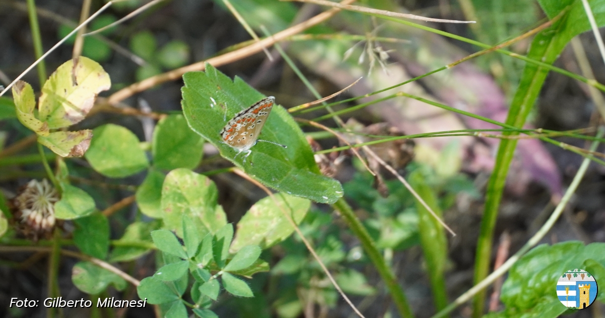 image for giardino-delle-farfalle-valverde
